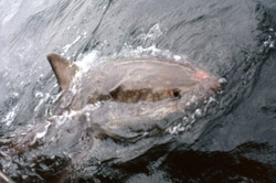 Les Grands Requins Blancs de Struiss Bay !